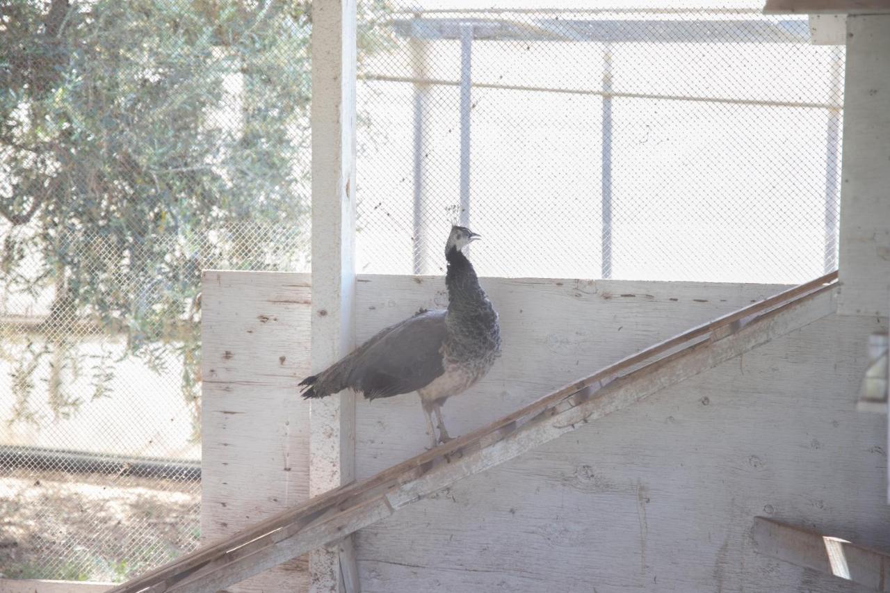La Lantana Villa Marina di Ragusa Eksteriør billede